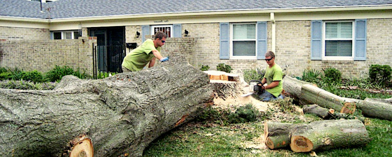 Portland Oregon Tree Removal