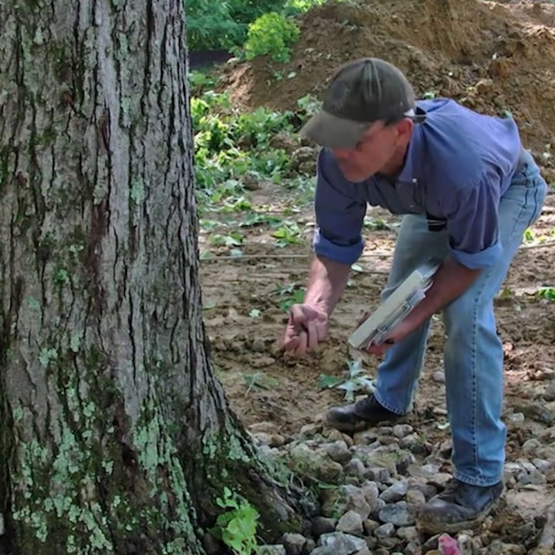 Elite Tree Service gallery 9