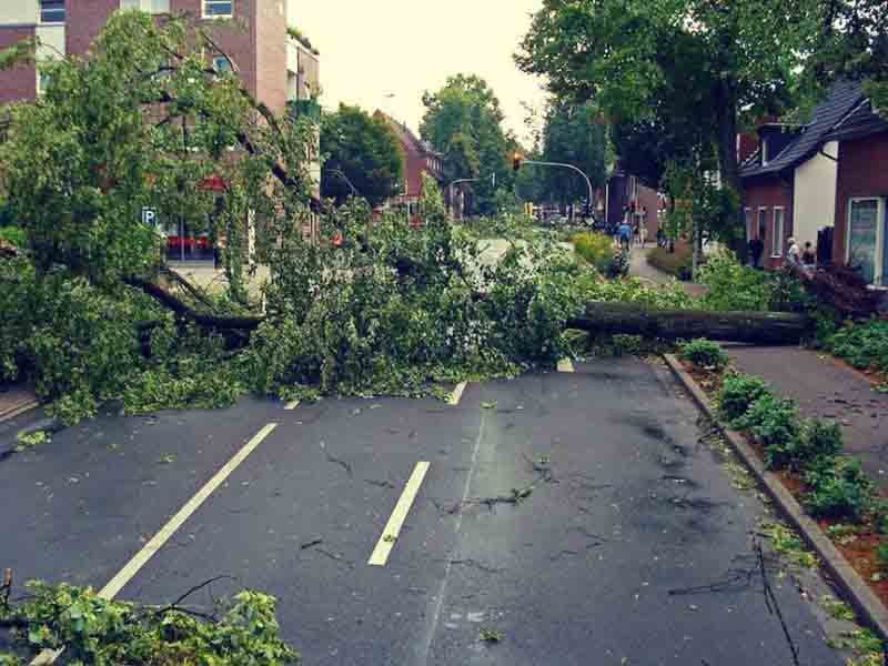 Elite Tree Service gallery 5