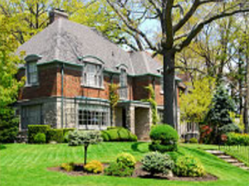 Ornamental Tree Pruning - Elite Tree Service