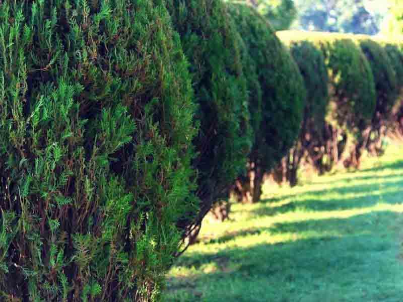 Elite Tree Service gallery 7