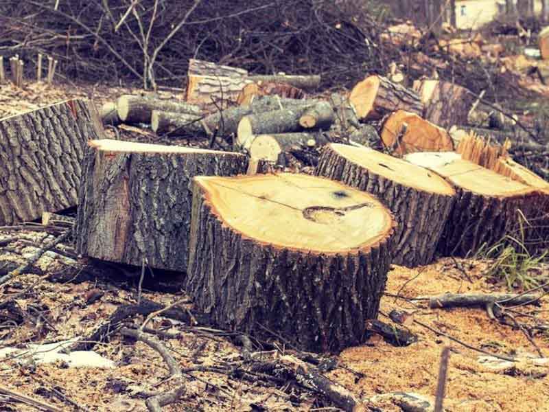 Elite Tree Service gallery 3