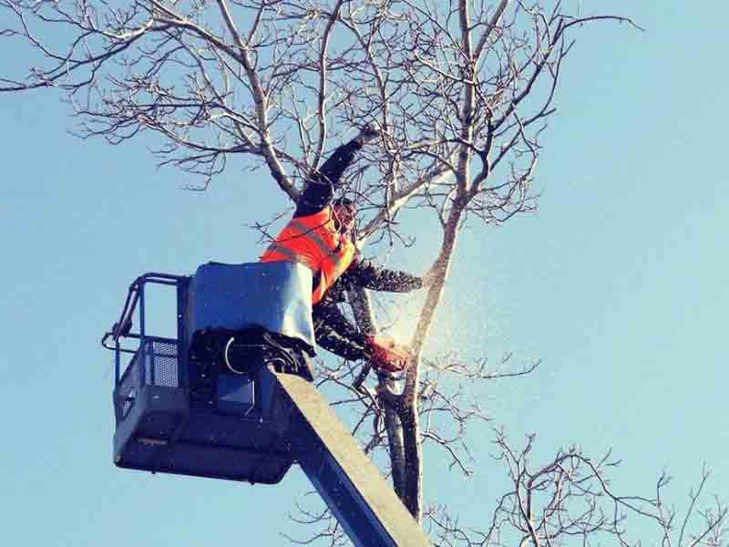 Elite Tree Service gallery 4