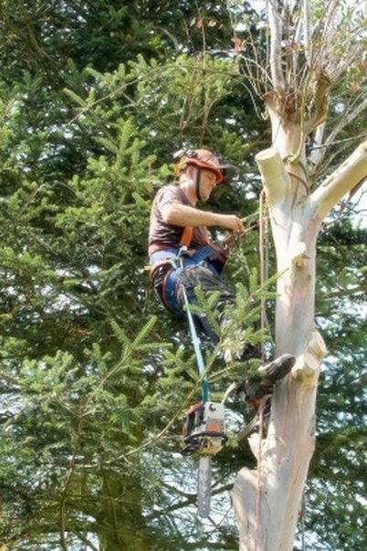 Tree Removal in Portland Oregon